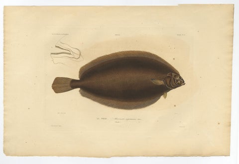 Old Rare Fish Print of the Witch Flounder or Torbay Sole, 1842, view 3