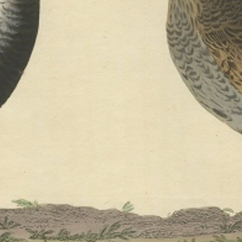 Antique Bird Print of the Grey Plover by Sepp & Nozeman, 1829, close-up 1