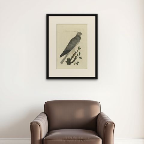Antique Bird Print of the Hen Harrier by Sepp & Nozeman, 1809, shown framed on a wall