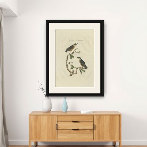 Antique Bird Print of the Eurasian Nuthatch by Sepp & Nozeman, 1829, shown framed on a wall