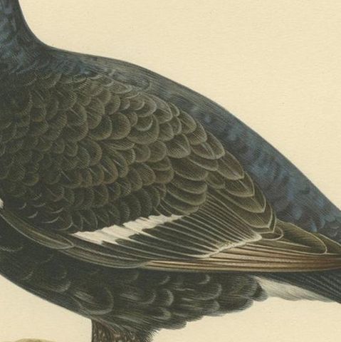 Antique Bird Print of the Black Grouse by Von Wright, 1929, close-up 2