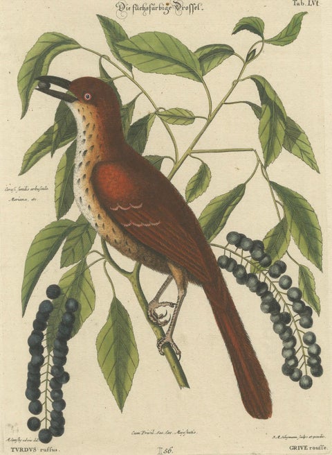 Original Antique Hand-Colored Engraving of The Fox-Colored Thrush, 1749, close-up 1