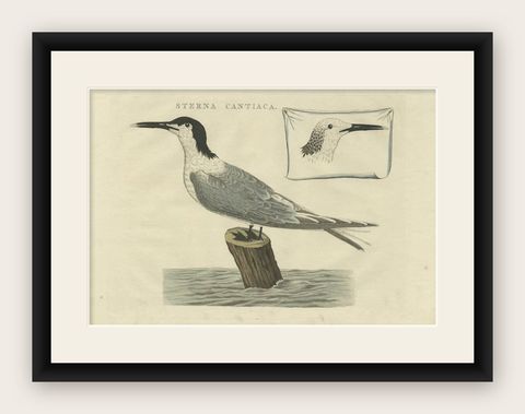Sandwich Tern, Sterna Cantiaca, Antique Hand-Coloured Bird Print, c.1829, shown framed