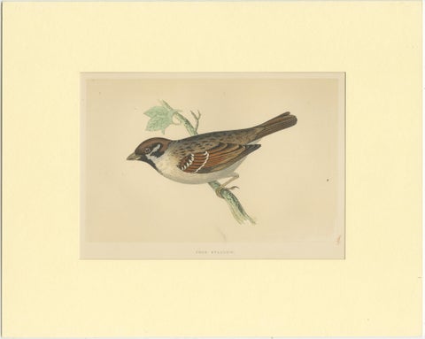 Antique Bird Print of a Tree Sparrow, view 2