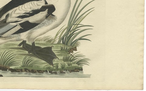 Smew Duck, Antique Dutch Bird Print by Sepp & Nozeman, Hand-Colored, circa 1809, close-up 2