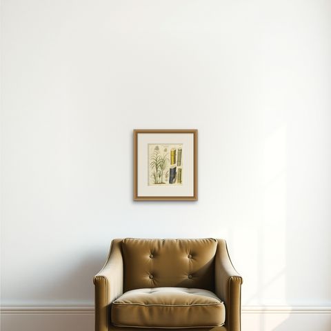Antique Sugarcane Botanical Print, Saccharum officinarum, Hand Colored, c.1831, shown framed on a wall