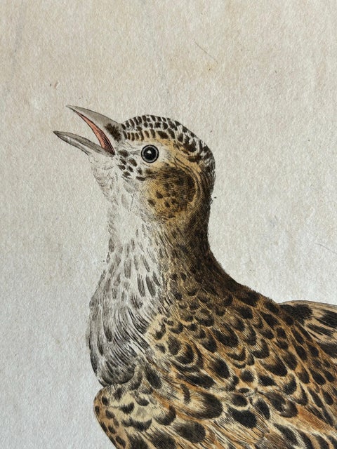 Eurasian Skylark, Antique Bird Engraving by Nozeman and Sepp, 1809, view 5