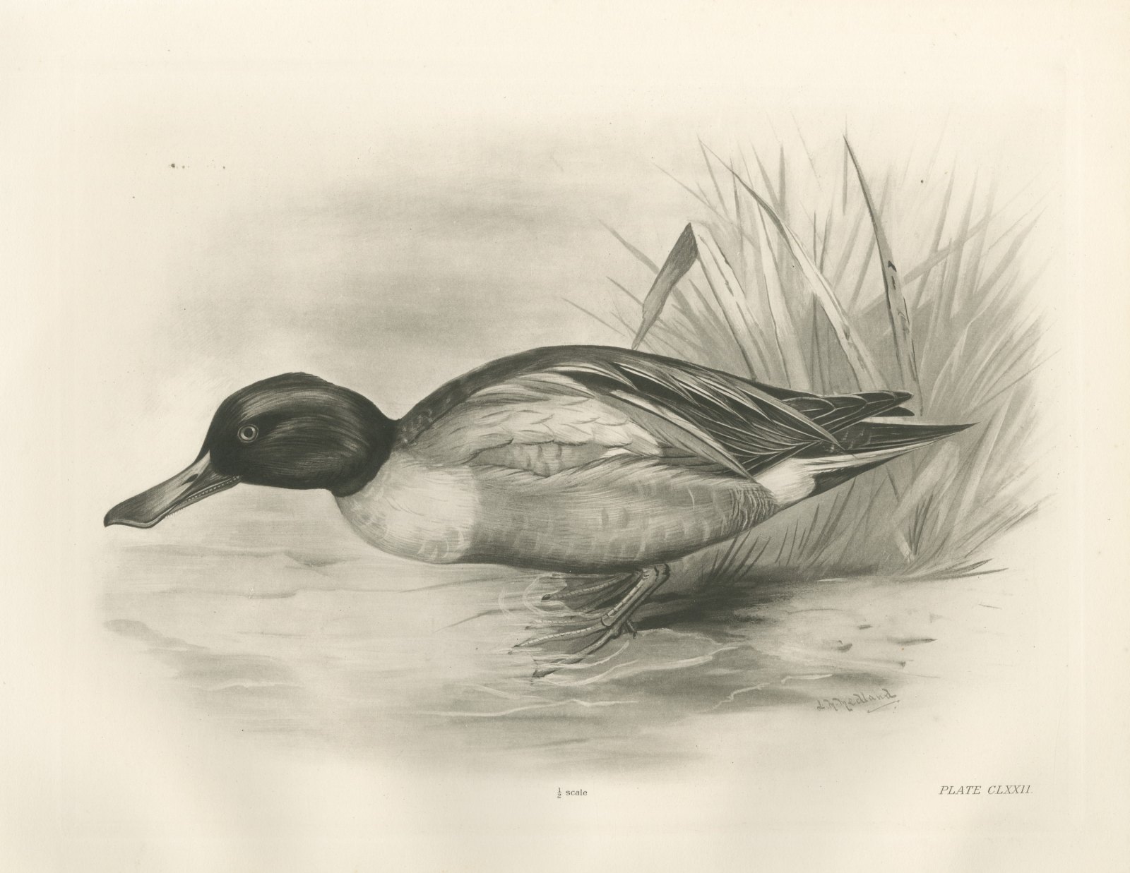 Shoveler Drake at the Water's Edge, Plate CLXXII after Lilian Medland, c. 1909