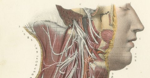 The Cervical Plexus, Antique Hirschfeld Anatomy Print, 1866, view 3