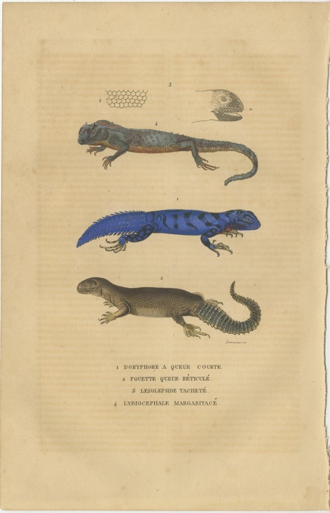 Old Hand-colored Print of Lizard species, Head and Scale, view 2
