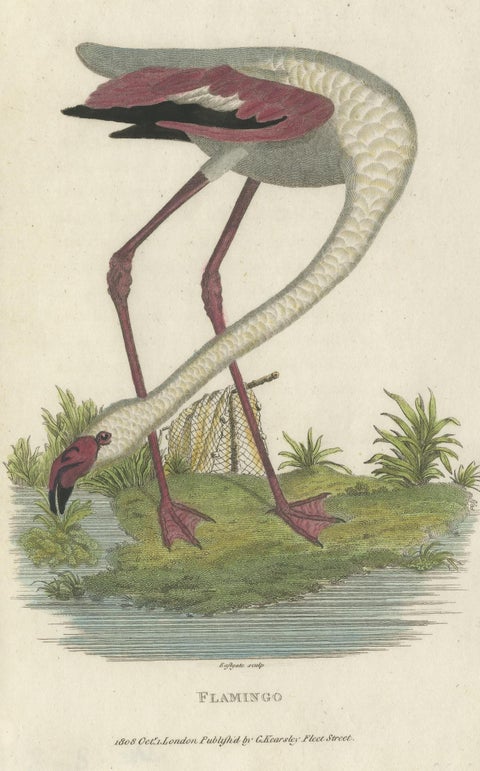 Antique Bird Print of a Flamingo by Shaw, 1809, view 2