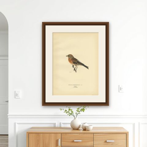 Antique Bird Print of a Male Brambling by Von Wright, 1927, shown framed on a wall
