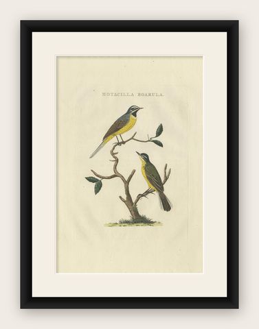 Antique Bird Print of the Yellow Wagtail by Sepp & Nozeman, 1829, shown framed