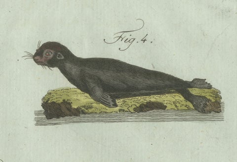 Original Antique Print of Four Seals by Bertuch, c. 1800, close-up 2