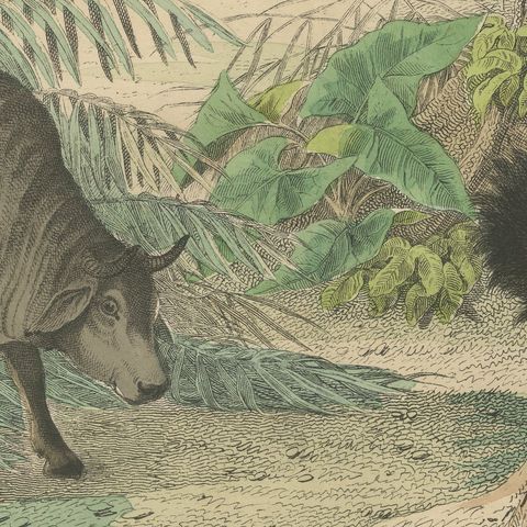 Antique Bison and Wildebeest Print with Zebu and Gazelle, Kolb, circa 1890, close-up 5