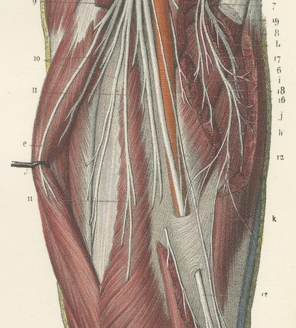 Nerves of the Front of the Thigh, Antique Hirschfeld Anatomy Print, 1866, view 4