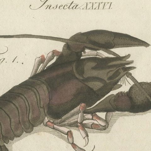 Original Antique Anatomical Print of a European Crayfish by Bertuch, c.1800, close-up 6
