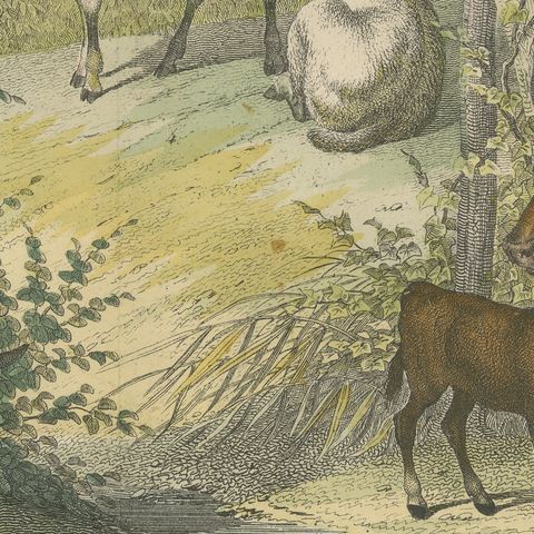 Antique Ibex and Chamois Print with Aurochs, Sheep and Cattle, circa 1890, close-up 6