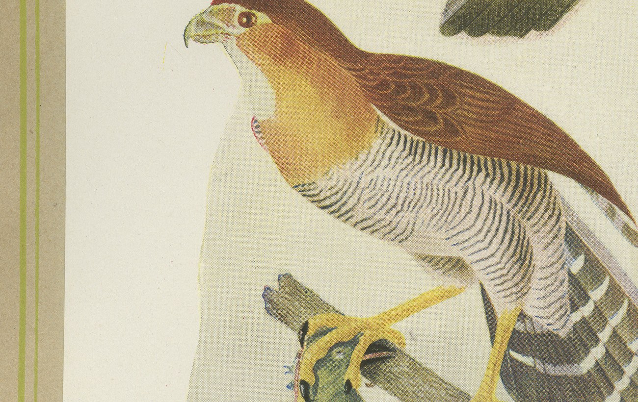Falcons and Kestrels, Brazilian Bird Print, Descourtilz, 1944, view 4