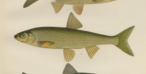 Dace and Chub - Graceful Scandinavian Freshwater Fish Lithograph, 1895, close-up 3