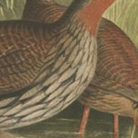 Antique Bird Print of The Swamp Partridge by Hume & Marshall, 1879, close-up 1