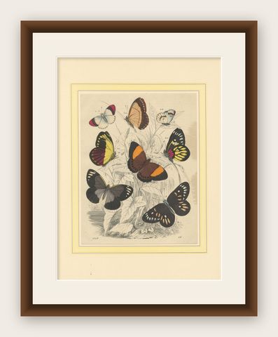 Wings of Elegance: Hand-Colored 1849 Lithograph of Exotic Butterflies, shown framed
