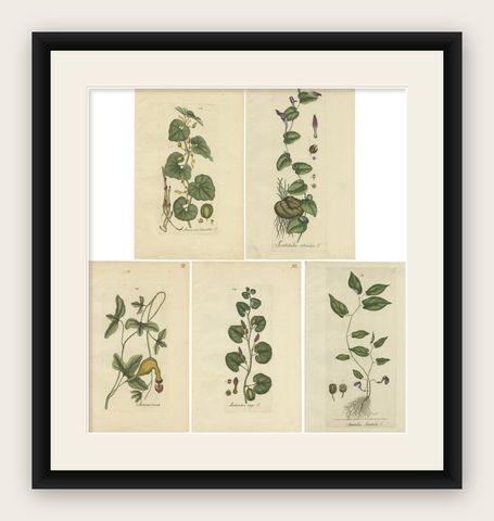 Set of 5 Antique Botany Prints - Aristolochia Species, shown framed