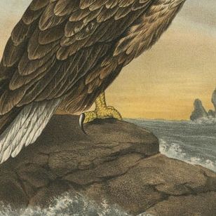 Eagles Prints, Antique Set of Three, Raptors & Ornithology Wall Art, 1894, close-up 1