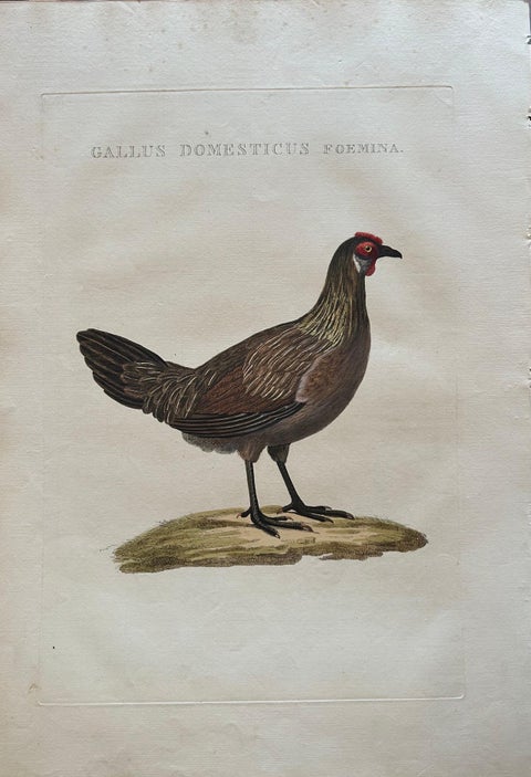 Hen, Gallus Domesticus Foemina, Nozeman & Sepp Antique Bird Print, c.1829, view 4