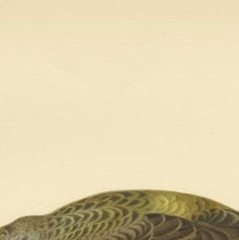 Antique Bird Print of the Female Parrot Crossbill by Von Wright, 1927, close-up 1