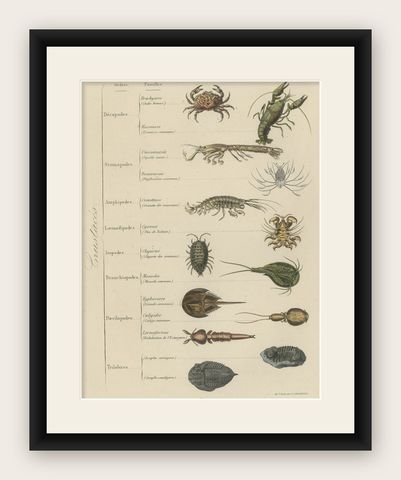 Antique Print of Various Crustaceans, incl a Crab, Lobster, Squid, 1854, shown framed