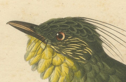 Hand-Colored Engraving of a Bearded Barbet, Exotic Ornithological Print, c.1808, close-up 4