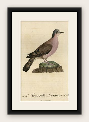 Original Handcolored Bird Print of a Male Turtle Dove, 1801, shown framed