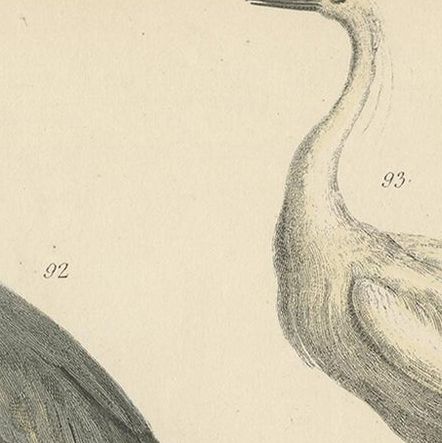 Old Bird Print of the Common Heron, Great Egret, Bittern and Boat Bill, ca.1860, close-up 1