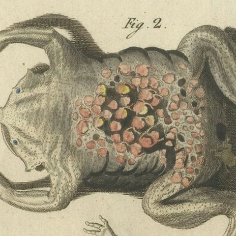 Antique Handcolored Engraving of Frogs and Amphibians, c.1800, close-up 4