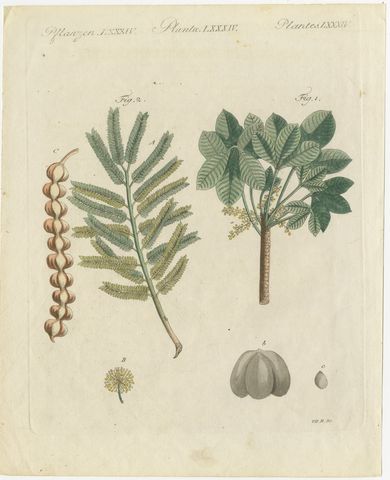 Rubber Tree and Gum Arabic Acacia, Antique Bertuch Print, circa 1805, view 2