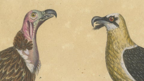King Vulture, Griffon Vulture & Bearded Vulture Lithograph, 1816, close-up 3