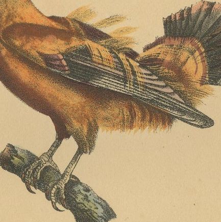 Pl. 61 Antique Bird Print of Cocks-of-the-Rock by Lejeune 'c.1830', close-up 1