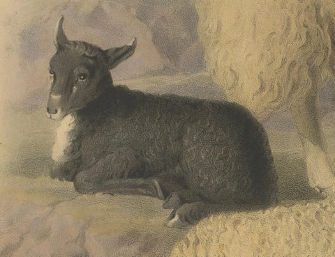Old Lithograph of Ewe, Ram, and Lamb of the Wicklow Mountains in Ireland - 1842, close-up 1