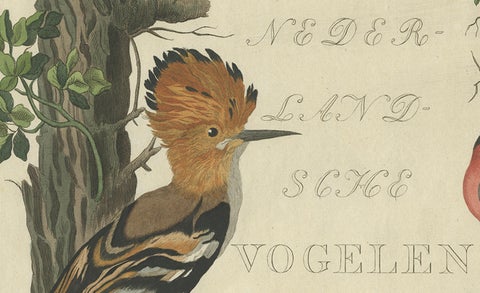Rare Dutch Bird Print, Hoopoe, Bullfinch, Linnet and Quail, ca. 1770–1829, close-up 4