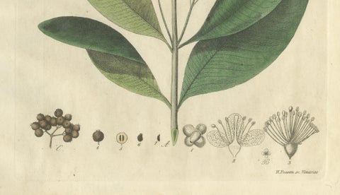 Antique Allspice Botanical Print, Myrtus Pimenta, Hand Colored, c.1831, close-up 4