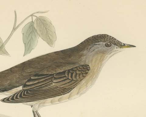 Savi's Warbler on a Fallen Log, Hand Colored Morris Bird Print, 1896, close-up 1