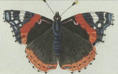 Original Antique Print of Peacock and Red Admiral Butterflies by Bertuch, c.1800, close-up 4