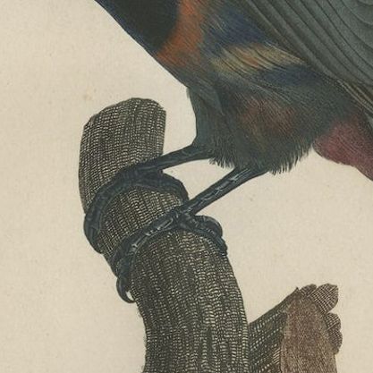 Stunning Hand-Colored Antique Prints of a Toucan, 1806, Rare!, close-up 2