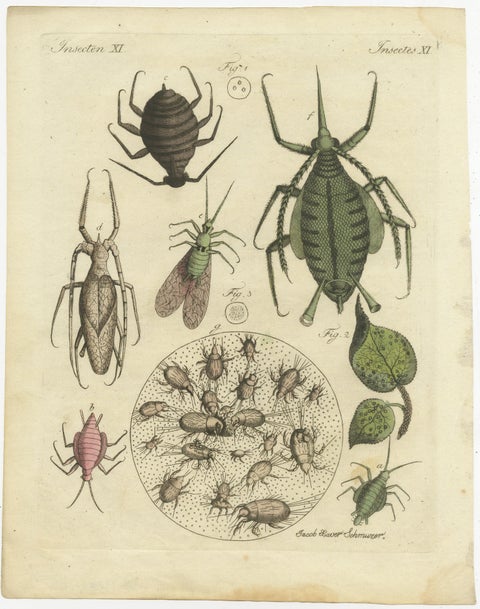 Original Antique Print of Aphid and other Insects, view 2