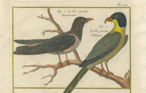 Hand-Colored Engraving of Shrike Species from the Caribbean and Southeast Asia, close-up 2