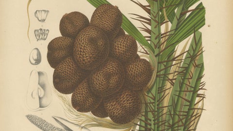 Antique Salak Palm Botanical Chromolithograph by Hoola van Nooten, c. 1880, close-up 4