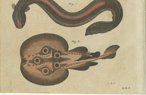 Original Antique Print of Electric Eel, Electric Ray and Exotic Fish, 1790, close-up 2