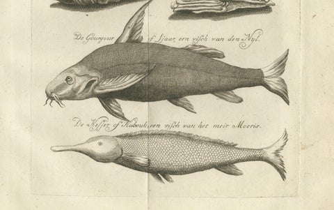 Embalmed Birds and Nile Fish, Egyptian Natural Curiosities, c.1776, close-up 3