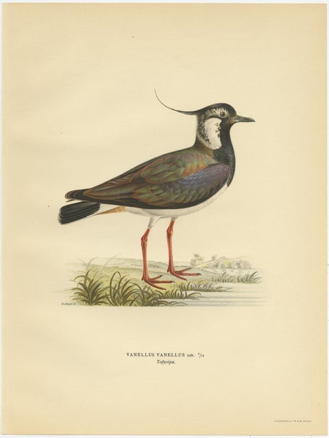 Antique Bird Print of the Northern Lapwing 'Male' by Von Wright, 1929, view 3